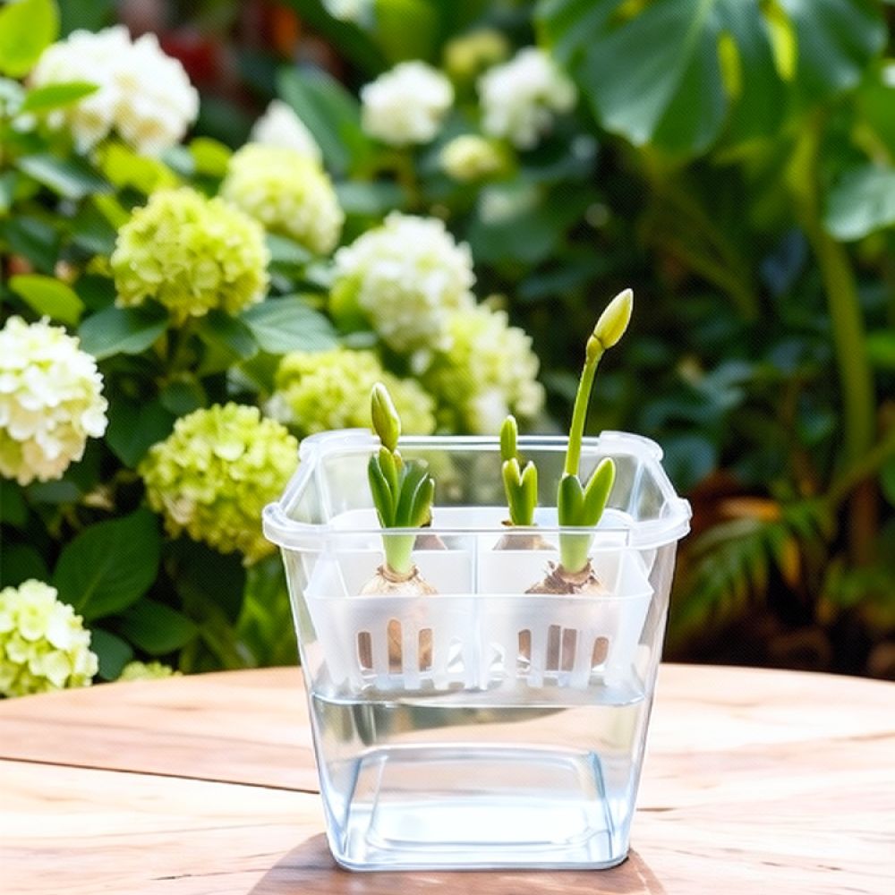 튤립과 백합을 심을 수 있는 투명한 수경 재배용 화분, - Vase Decor 리뷰 및 가격